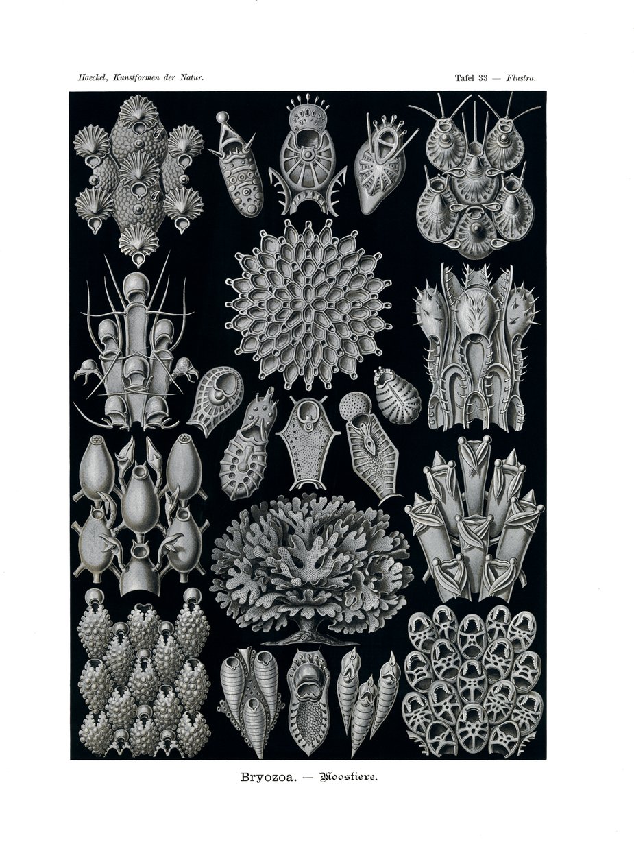 Bryozoa, 1899-1904 af German School