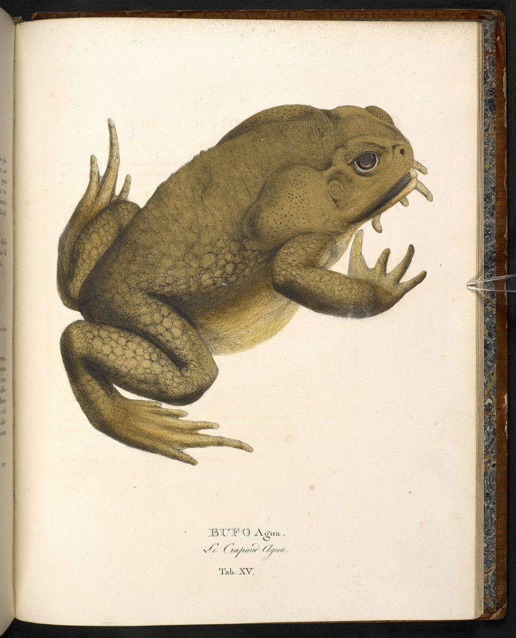 Bufo auga, stoktudsen eller kæmpe marinetudse, fra 