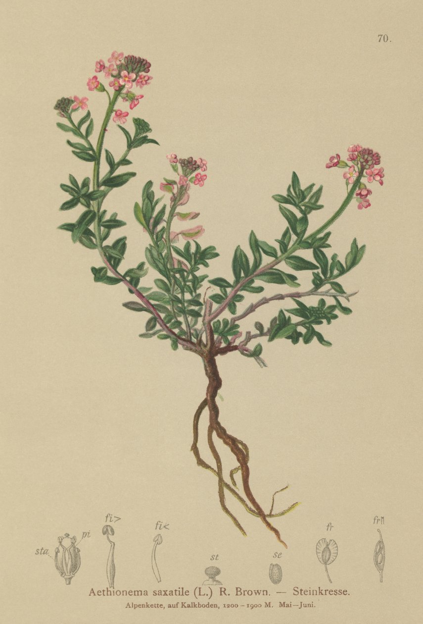 Brændt slikhat (Aethionema saxatile, Thlaspi saxatile) af German School