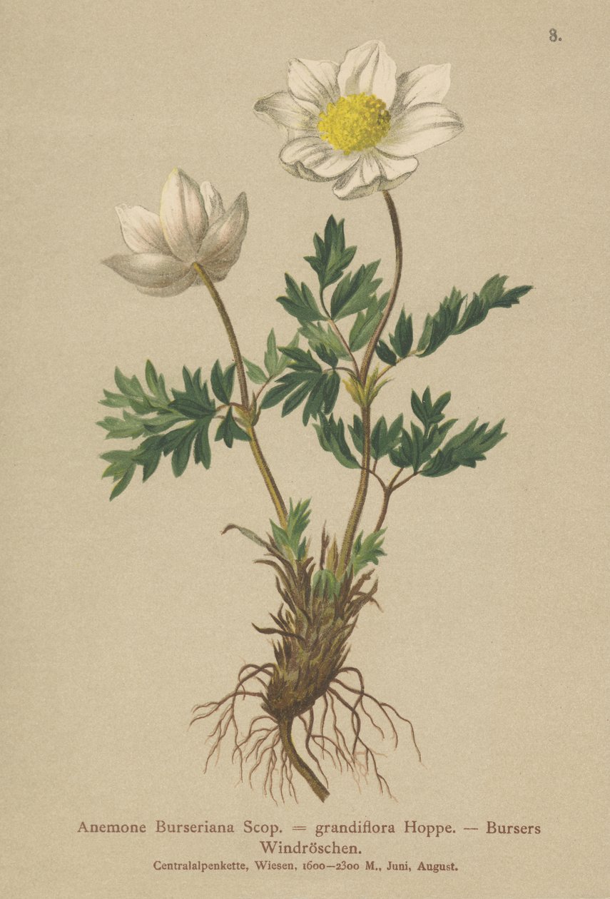 Bursers Anemone (Anemone Burseriana, Anemone grandiflora) af German School
