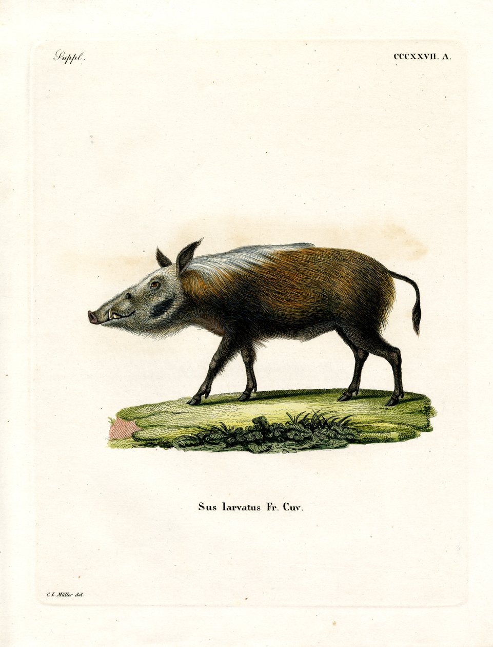 Bushpig (farvet gravering) af German School