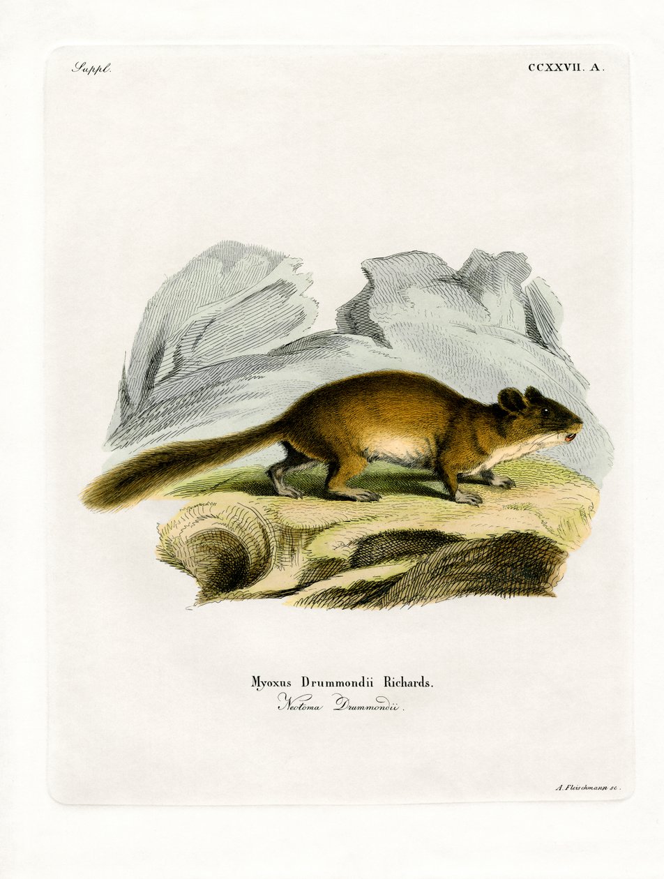 Bushy-tailed Woodrat (farvet gravering) af German School