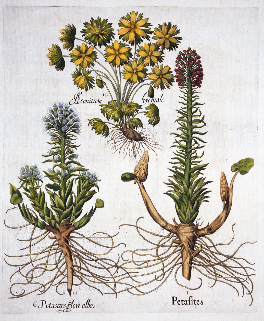 Butterburs and Winter Aconite, fra Hortus Eystettensis, af Basil Besler (1561-1629), pub. 1613 (håndkoloreret gravering) af German School