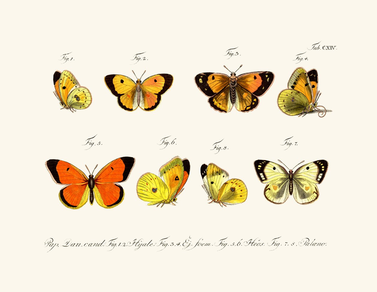 Sommerfugle, 1783-1806 af German School