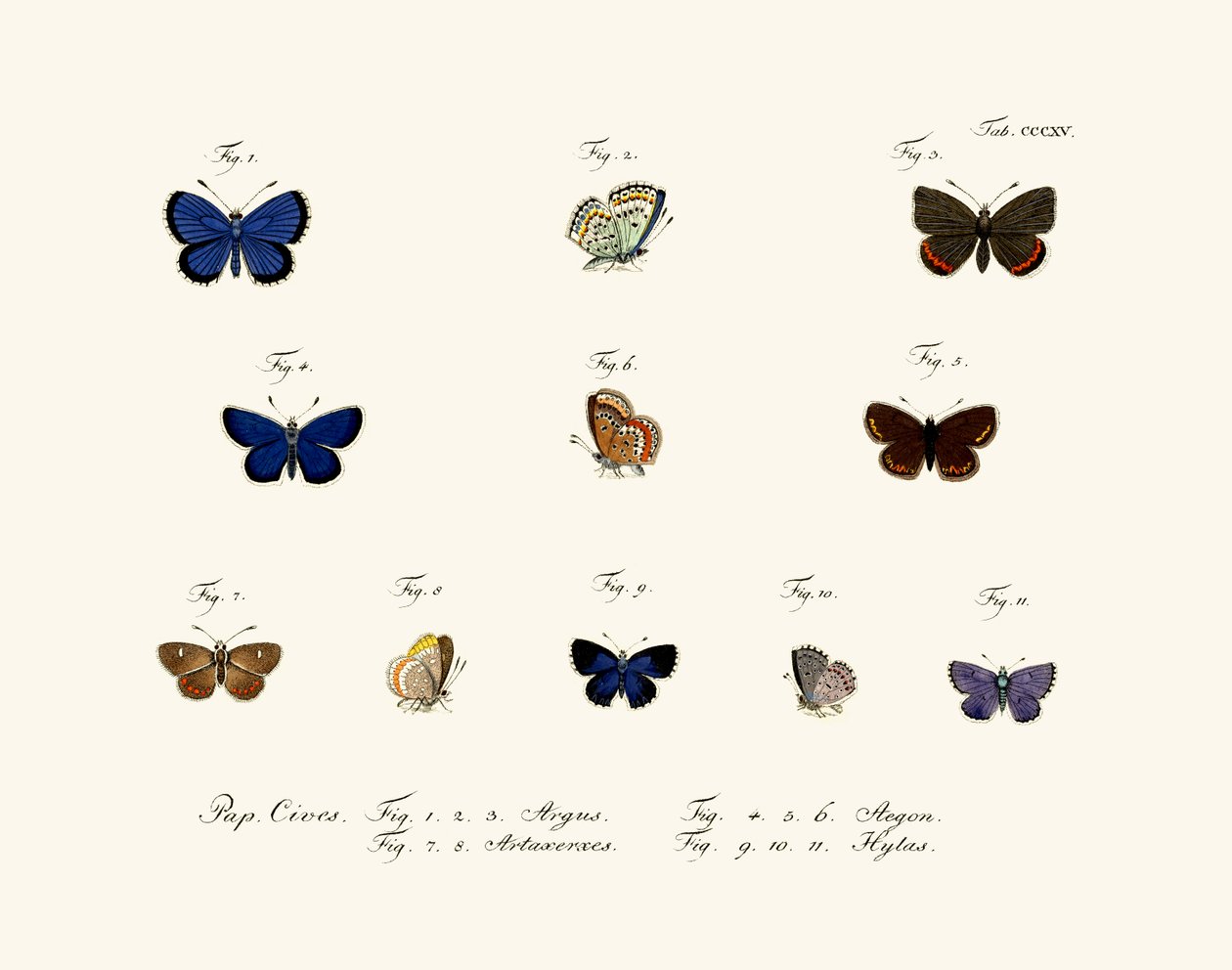 Sommerfugle, 1783-1806 af German School