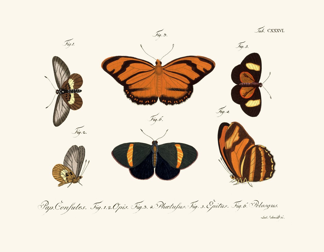 Sommerfugle, 1783-1806 af German School