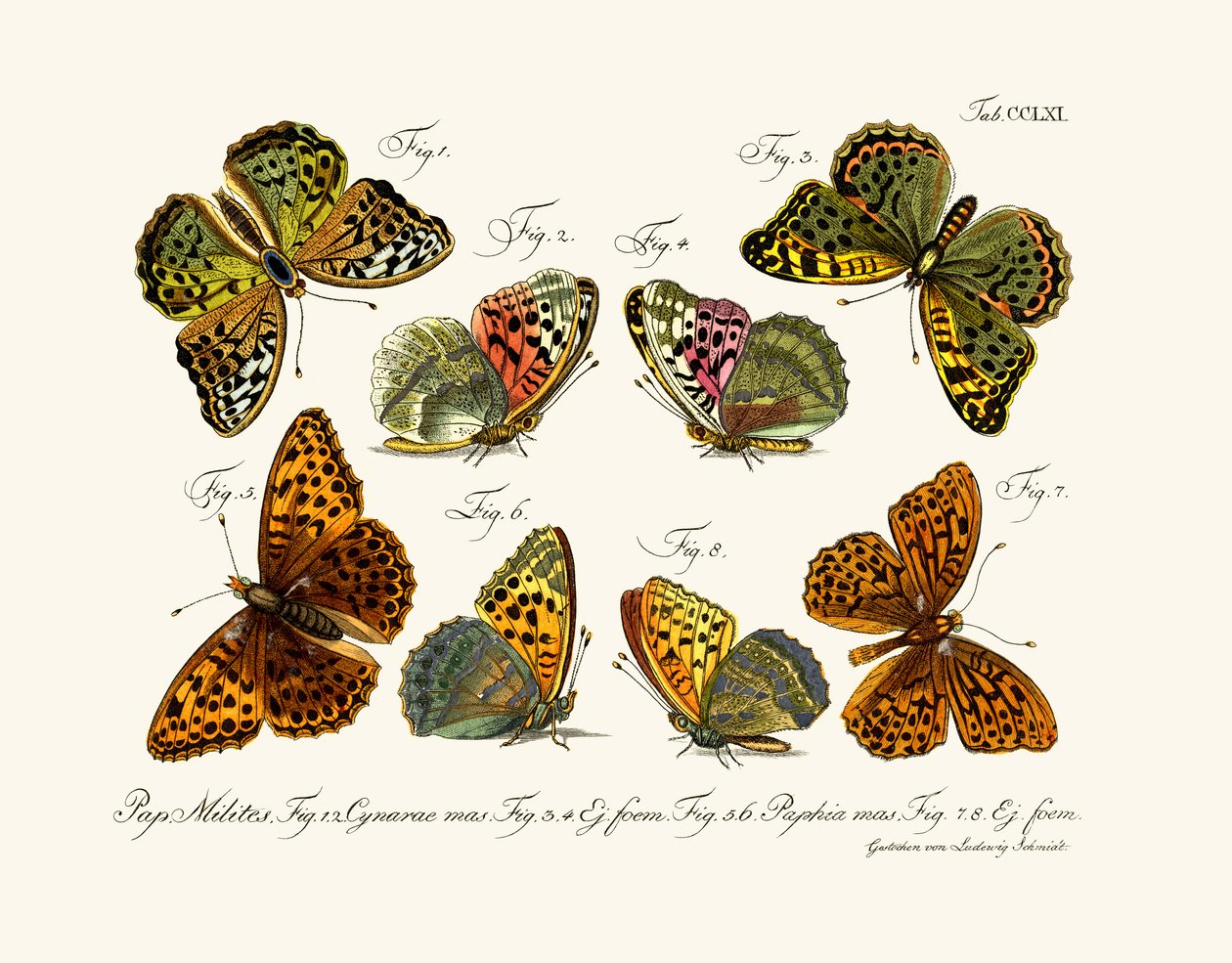 Sommerfugle, 1783-1806 af German School