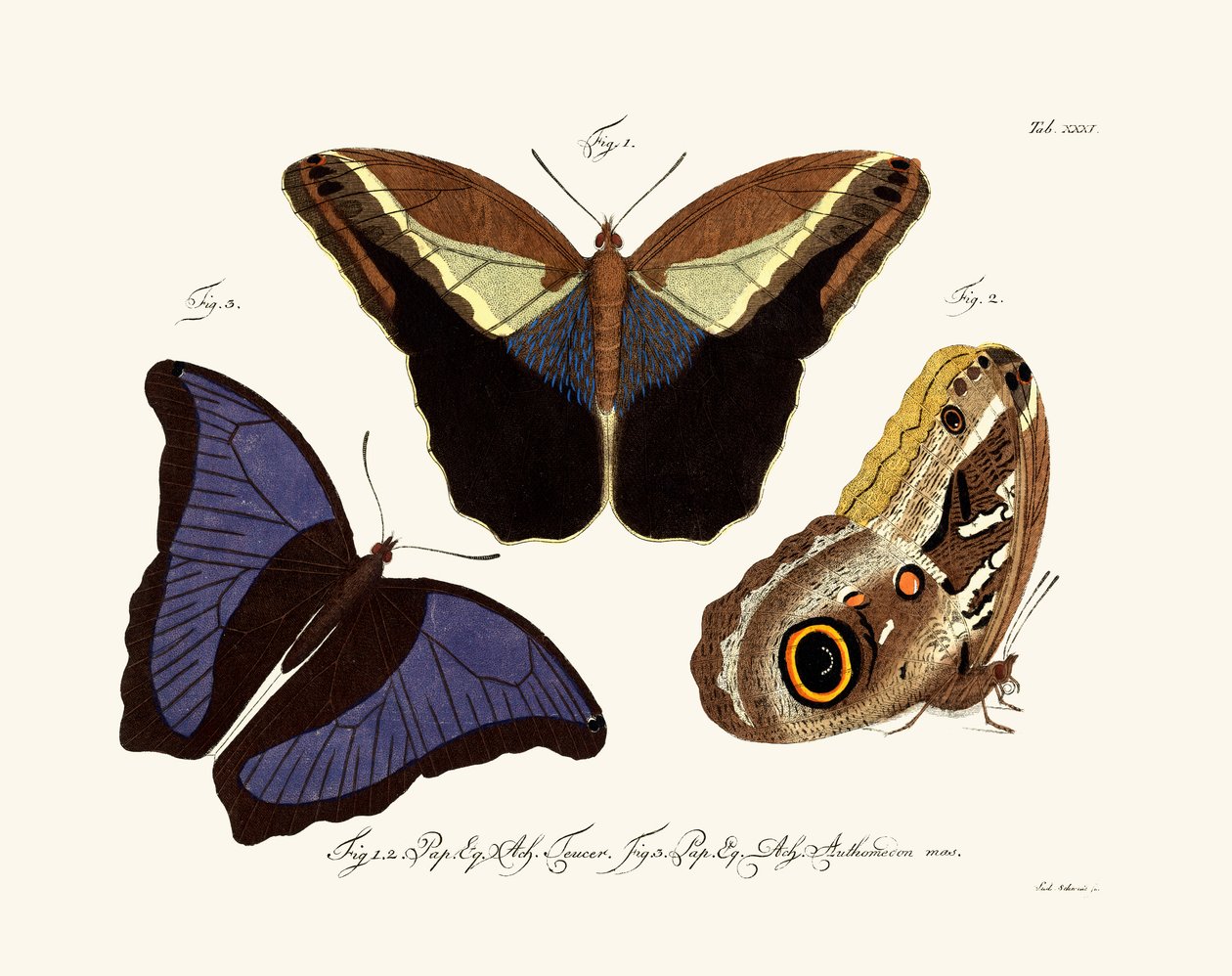 Sommerfugle, 1783-1806 af German School