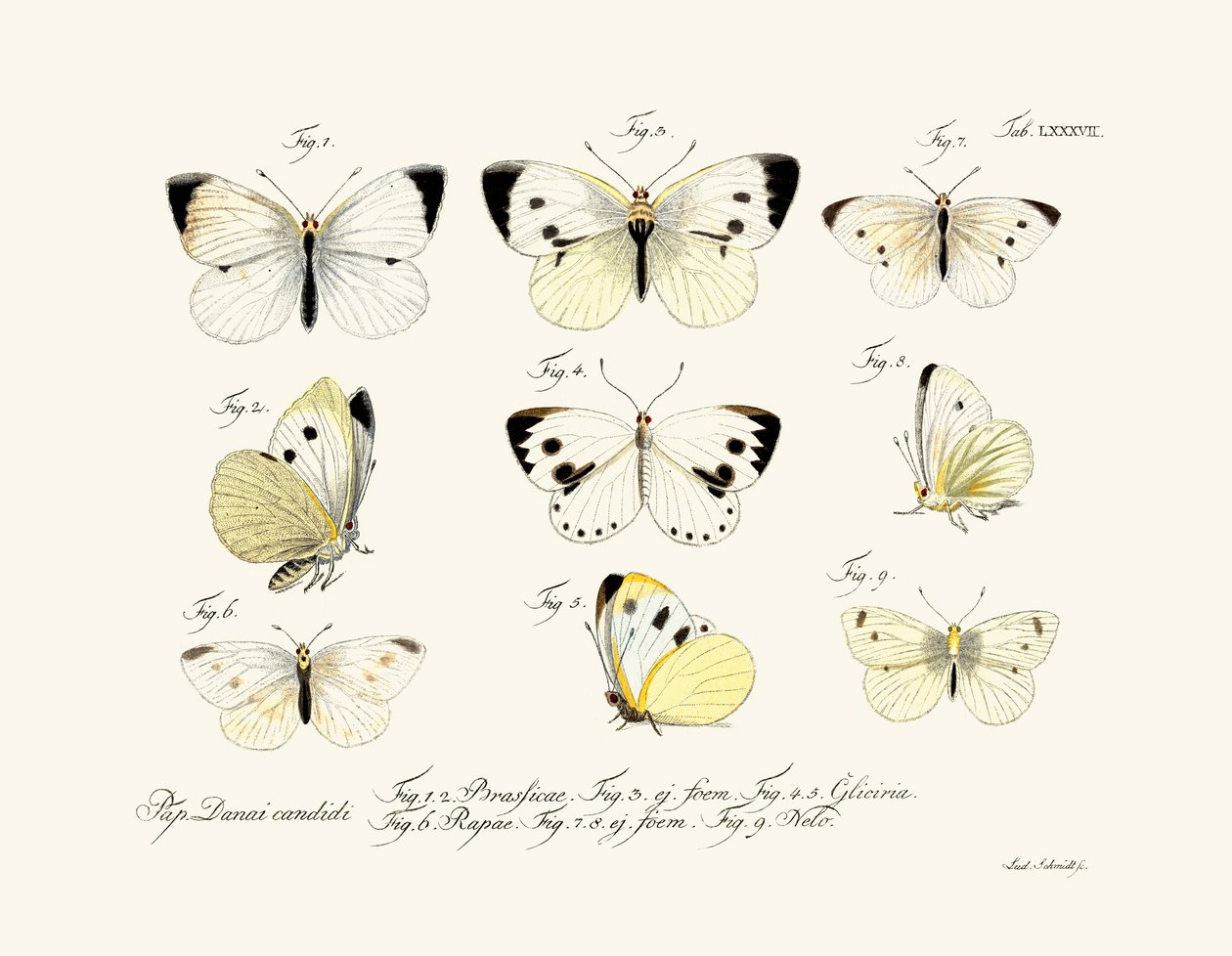 Sommerfugle, 1783-1806 af German School