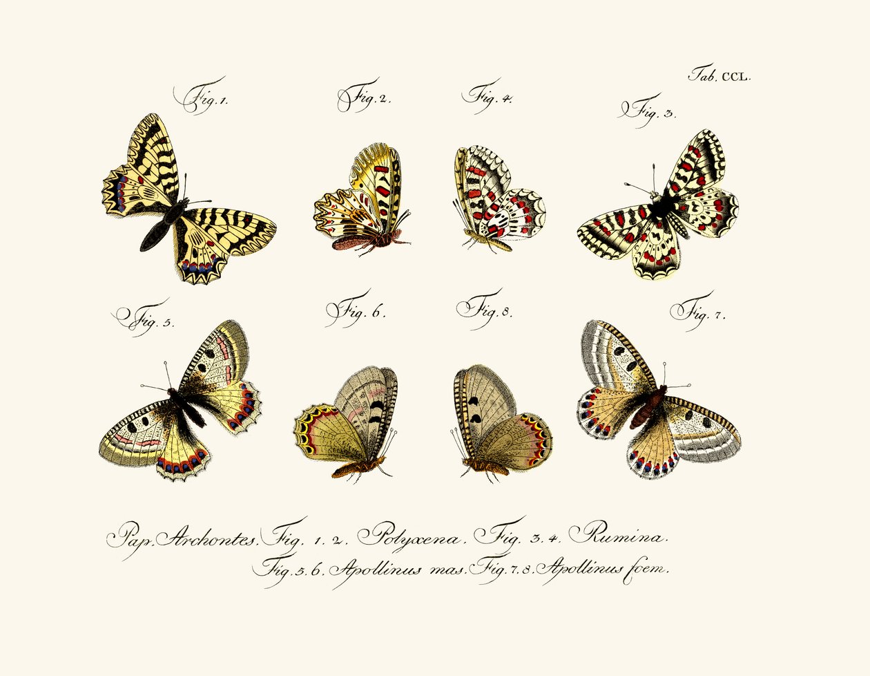 Sommerfugle, 1783-1806 af German School