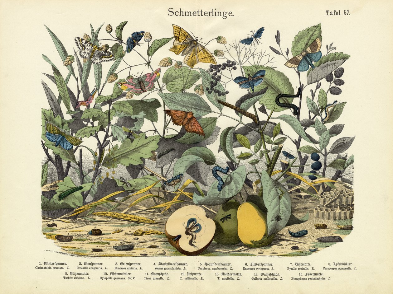 Sommerfugle, ca. 1860 af German School