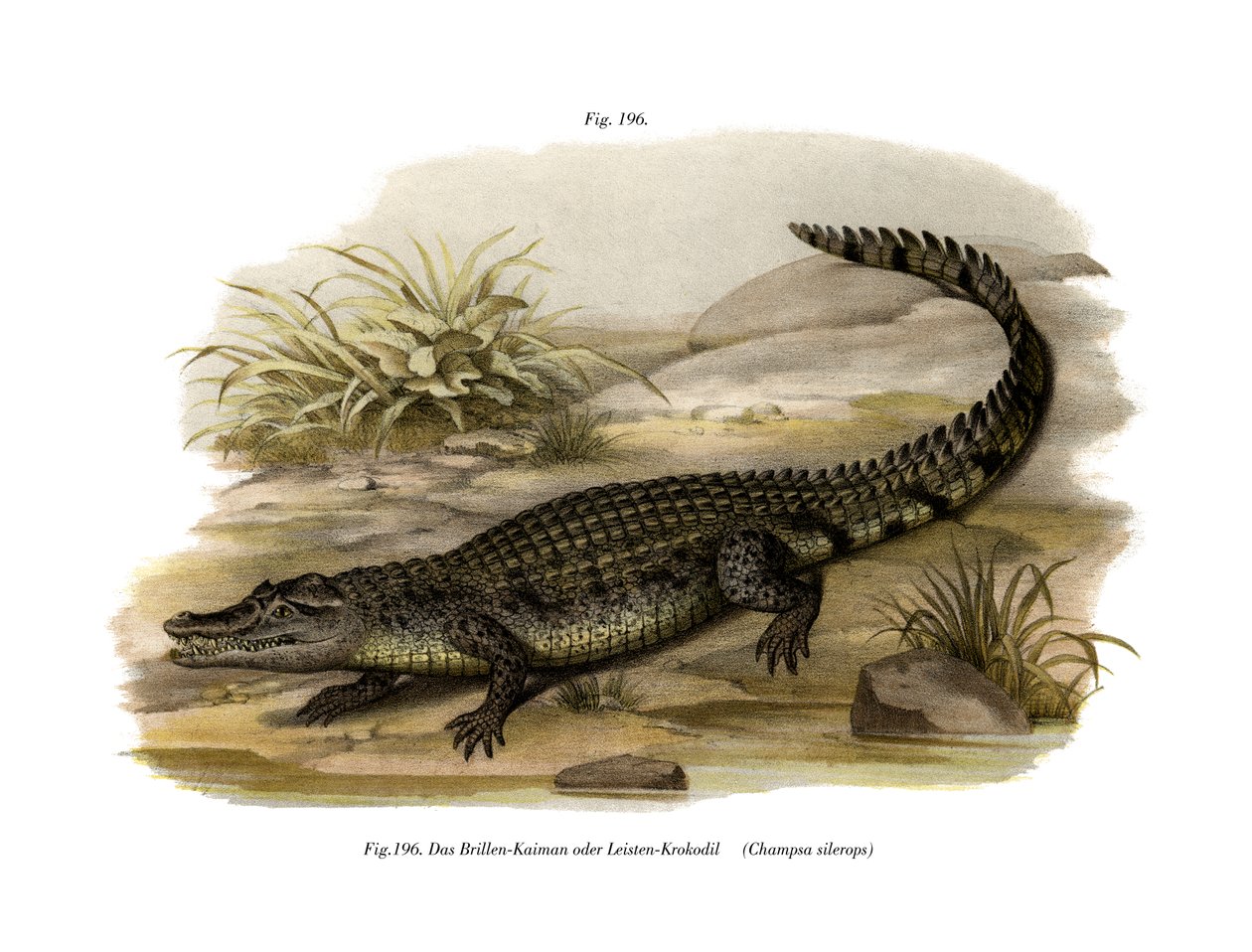 Caiman (farve litho) af German School