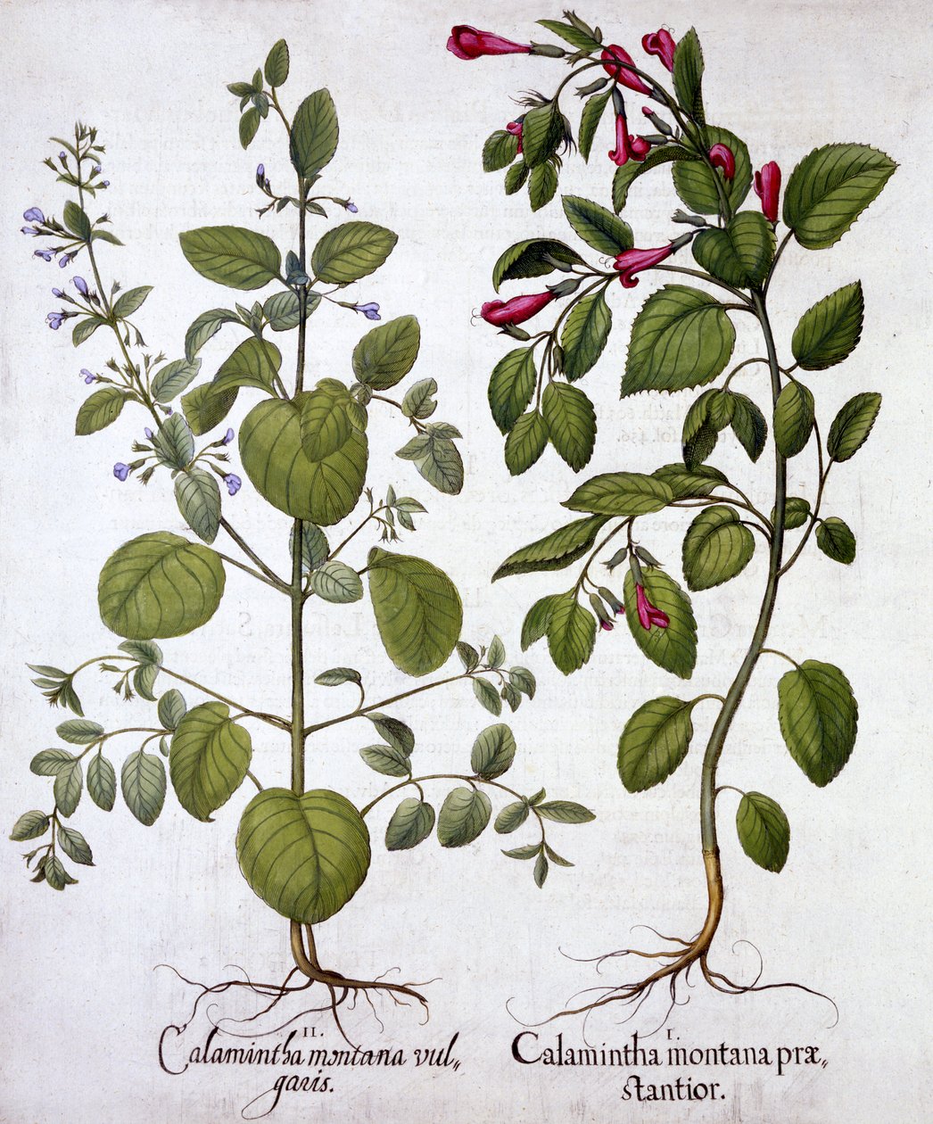 Calamints, fra Hortus Eystettensis, af Basil Besler (1561-1629), pub. 1613 (håndkoloreret gravering) af German School