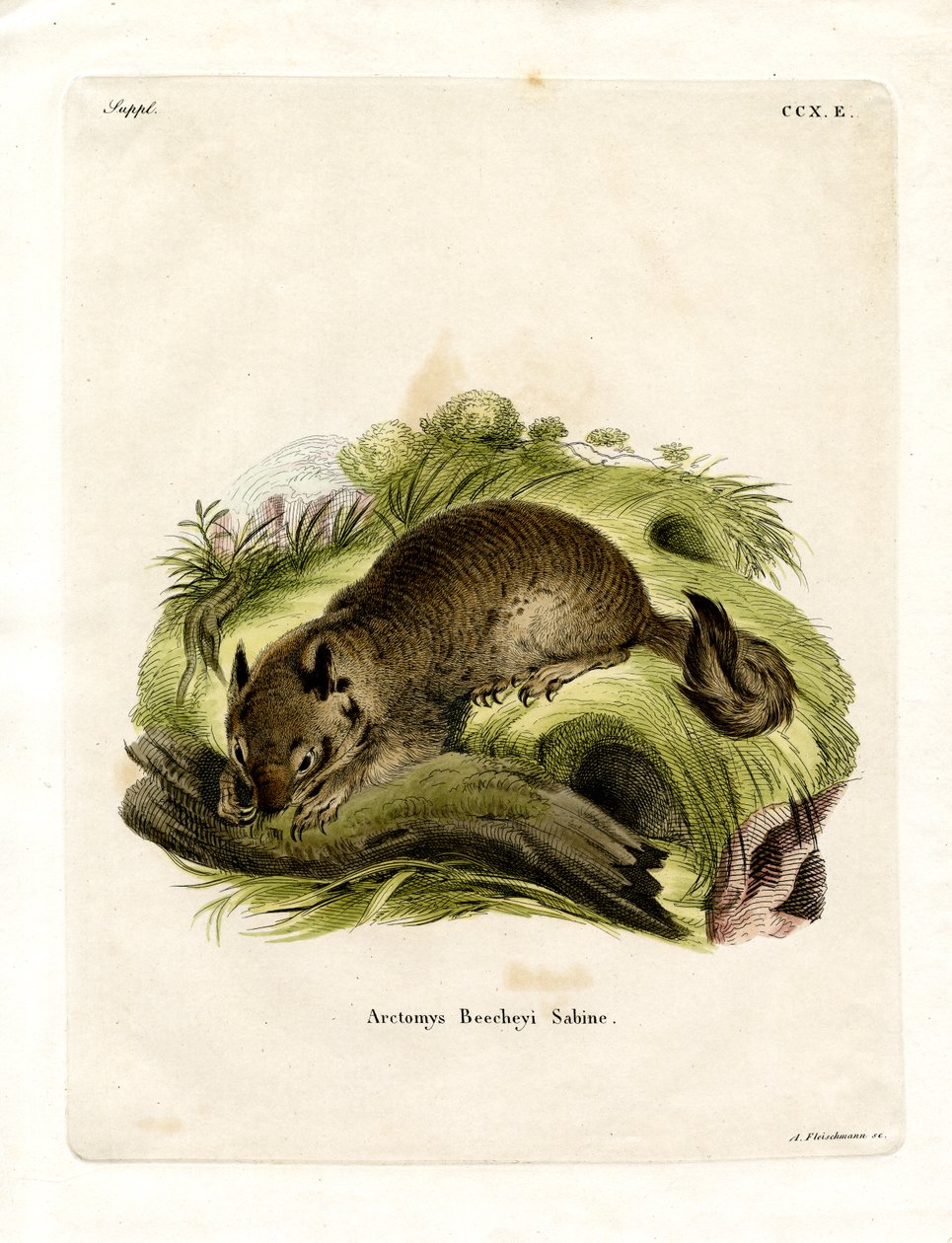California Ground Squirrel (farvet gravering) af German School