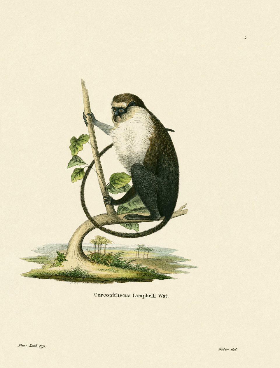 Campbells Mona Monkey af German School