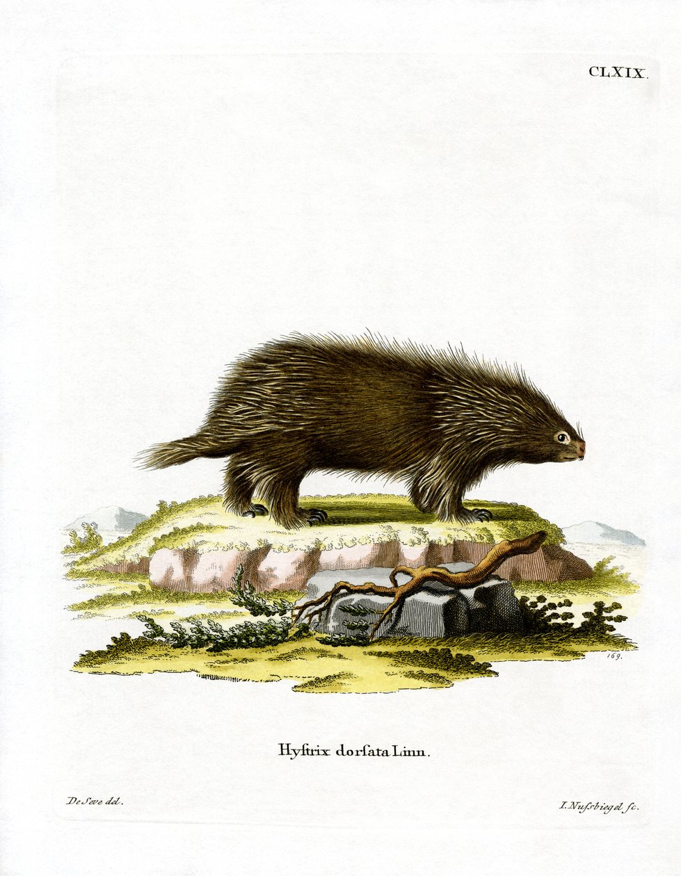 Canadisk Porcupine (farvet gravering) af German School
