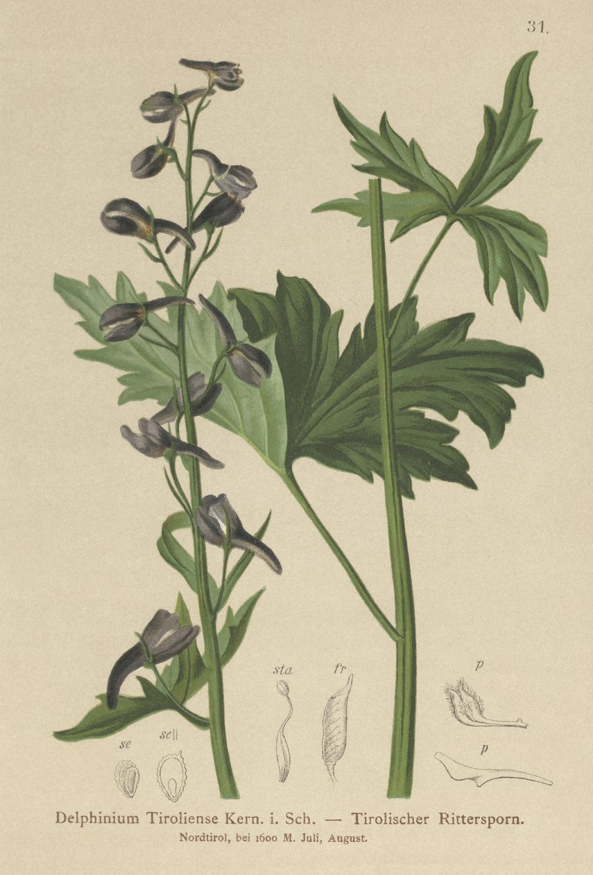 Lys Lærkspore (Delphinium elatum, Delphinium tiroliense) af German School