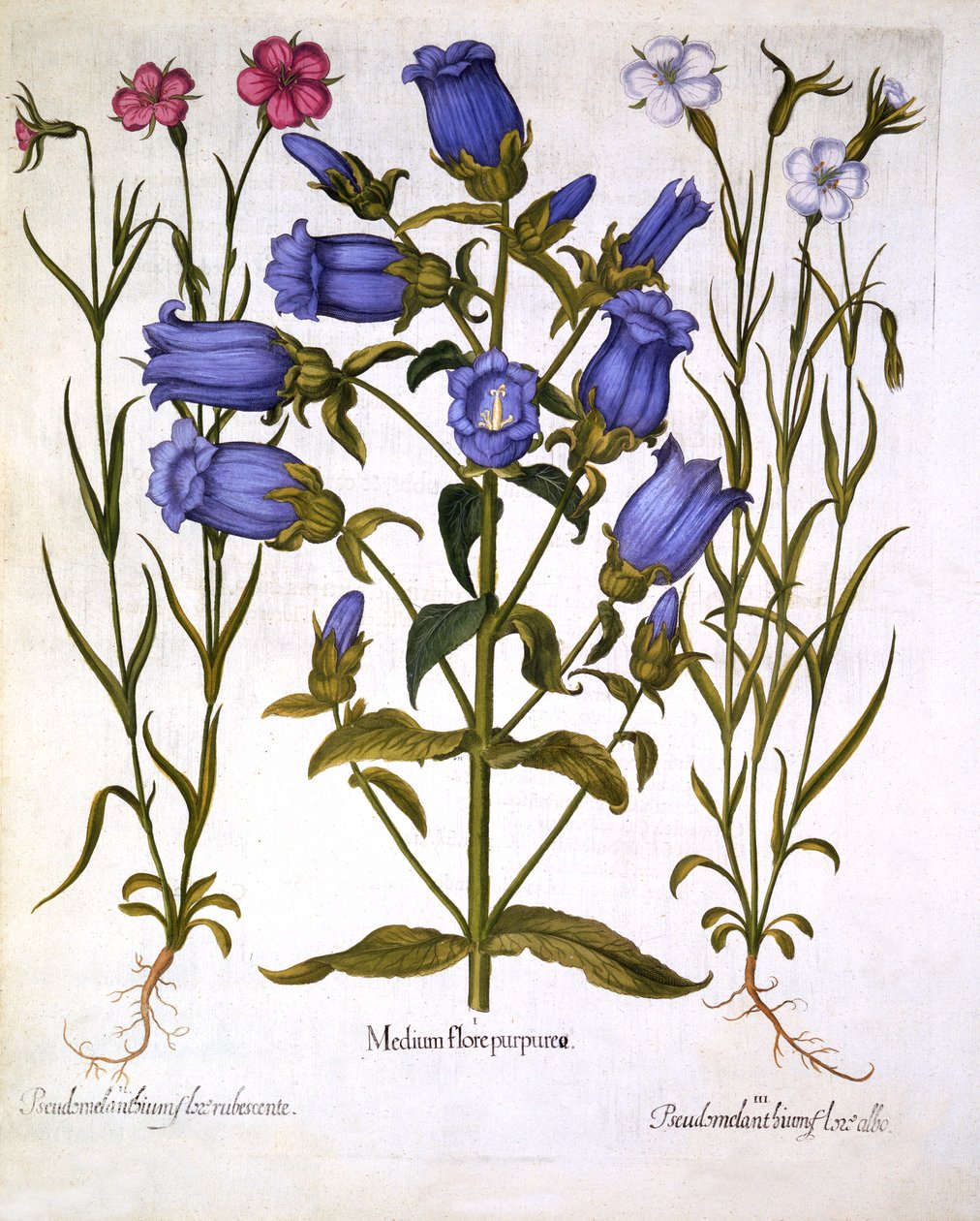 Canterbury Bells, and Corn Cockles, fra Hortus Eystettensis, af Basil Besler (1561-1629), pub. 1613 (håndfarvet gravering) af German School
