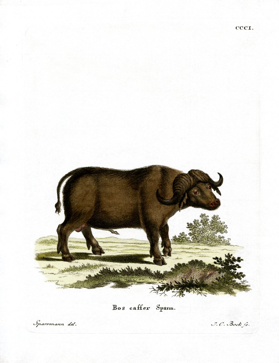 Cape Buffalo (farvet gravering) af German School