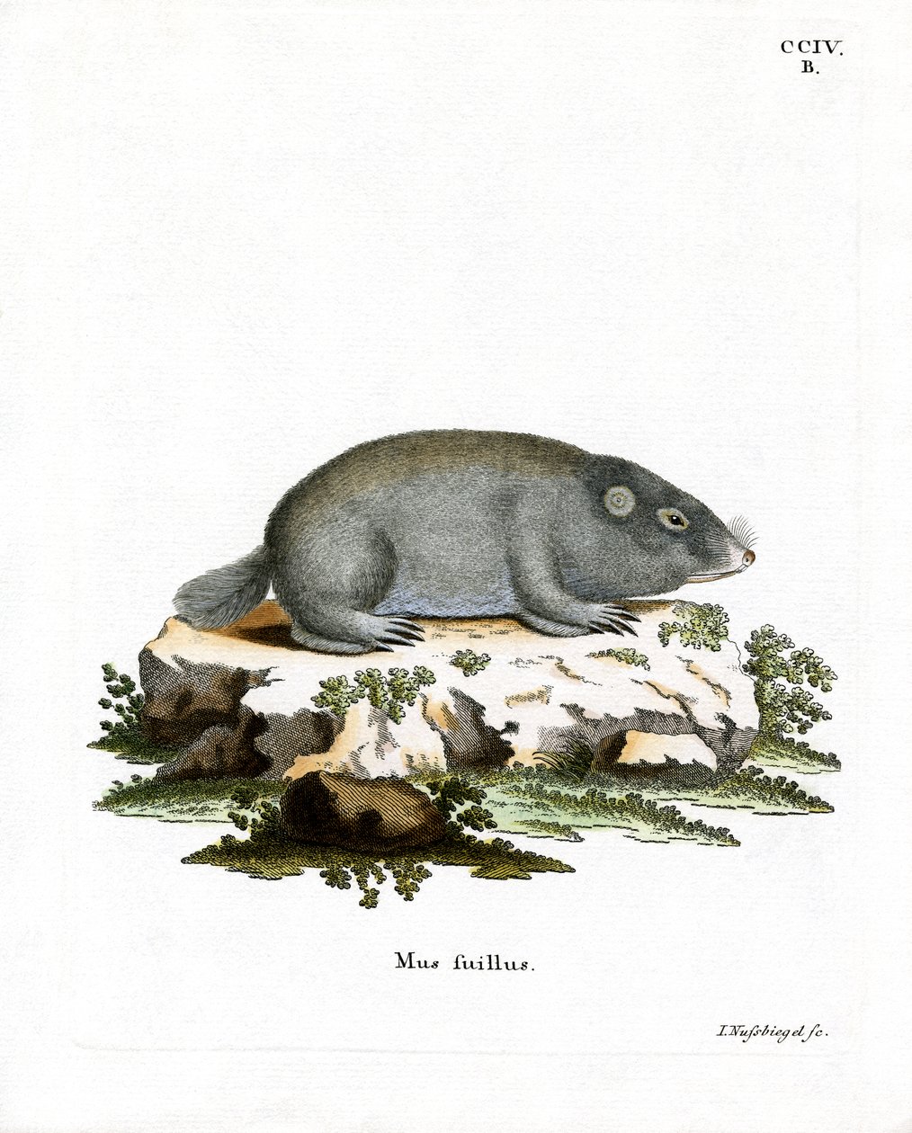 Cape Dune Mole Rat (farvet gravering) af German School