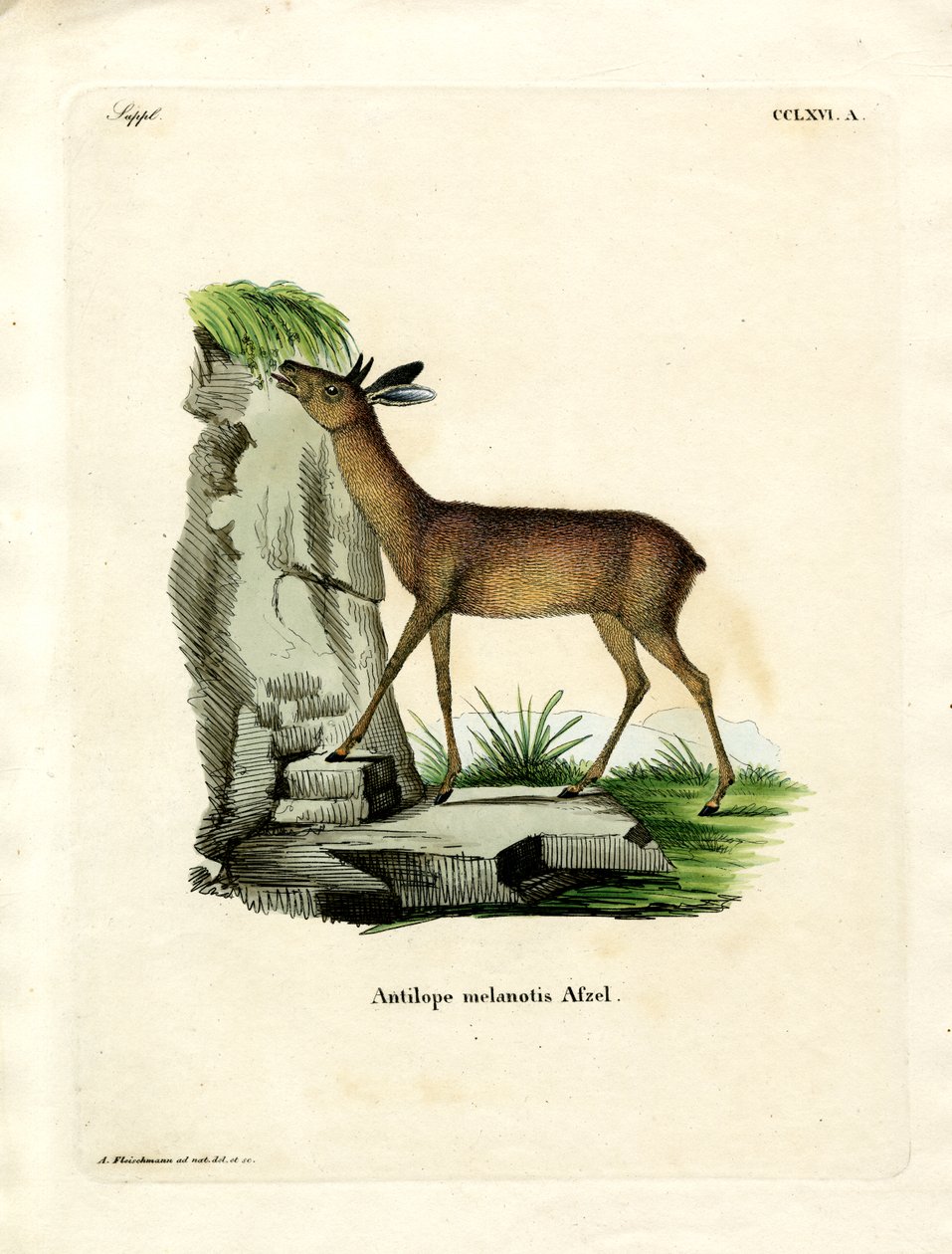 Cape Grysbok (farvet gravering) af German School