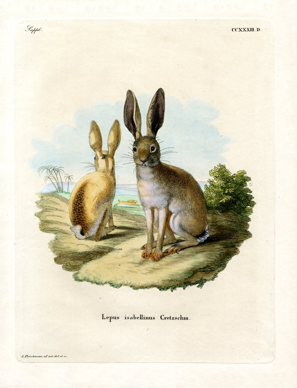 Cape Hare (farvet gravering) af German School