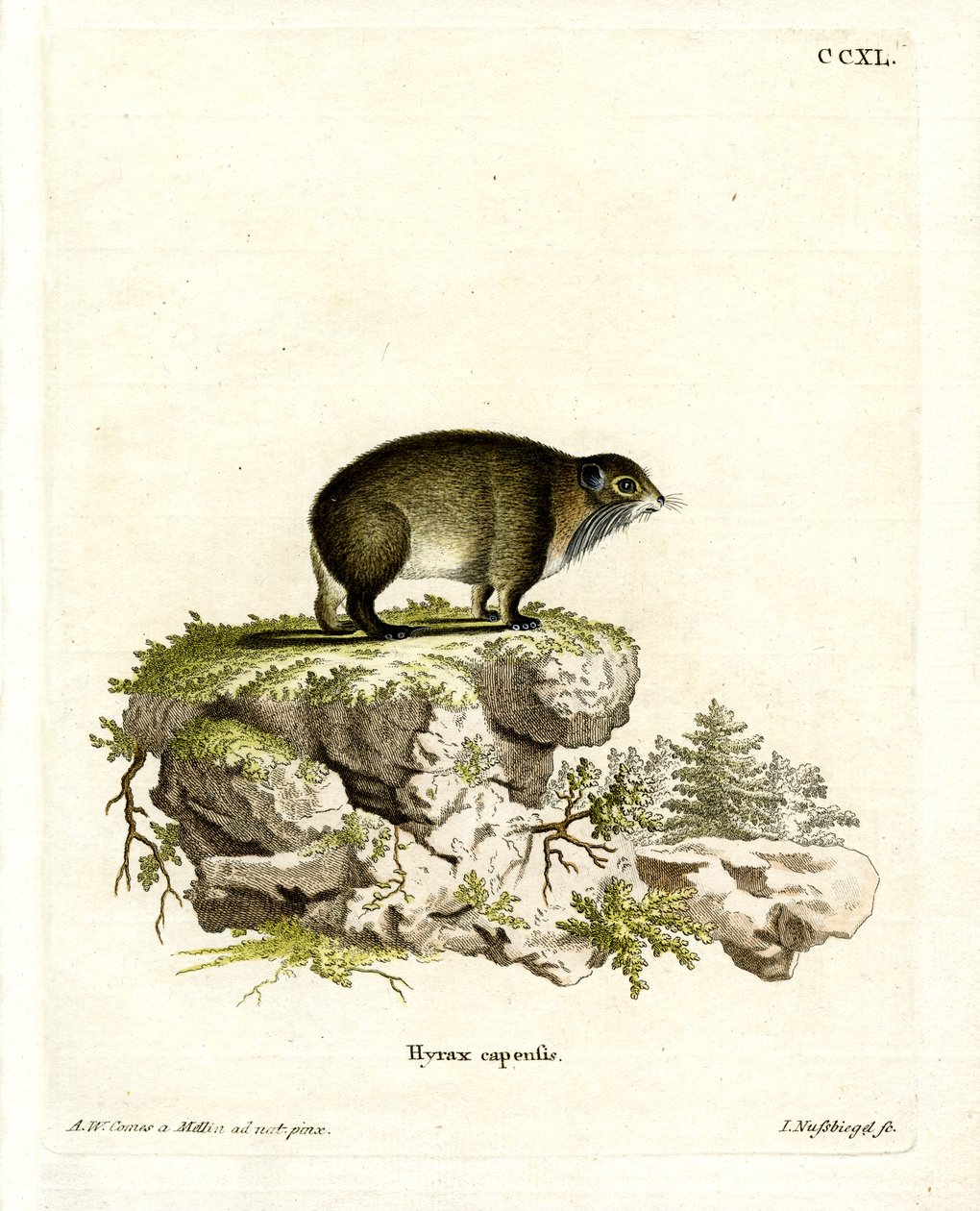 Cape Hyrax (farvet gravering) af German School