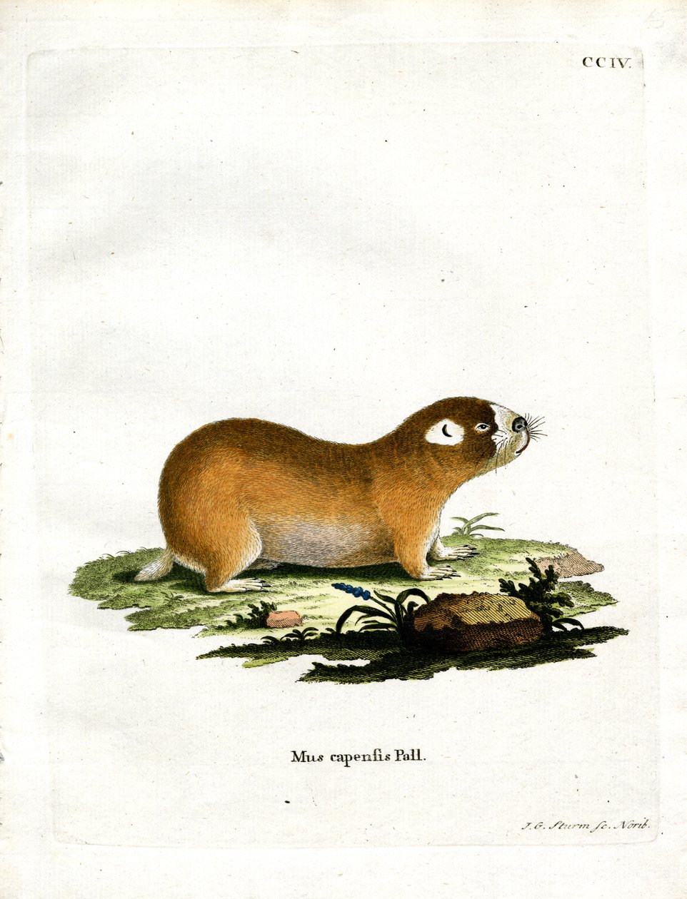 Cape Mole Rat (farvet gravering) af German School