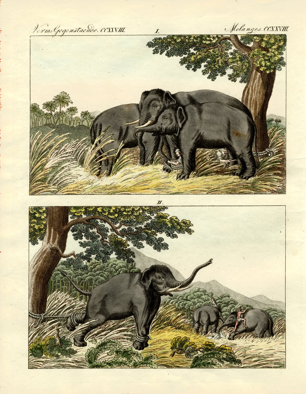 Indfangning af elefanter af lokkeelefant (farvet indgravering) af German School