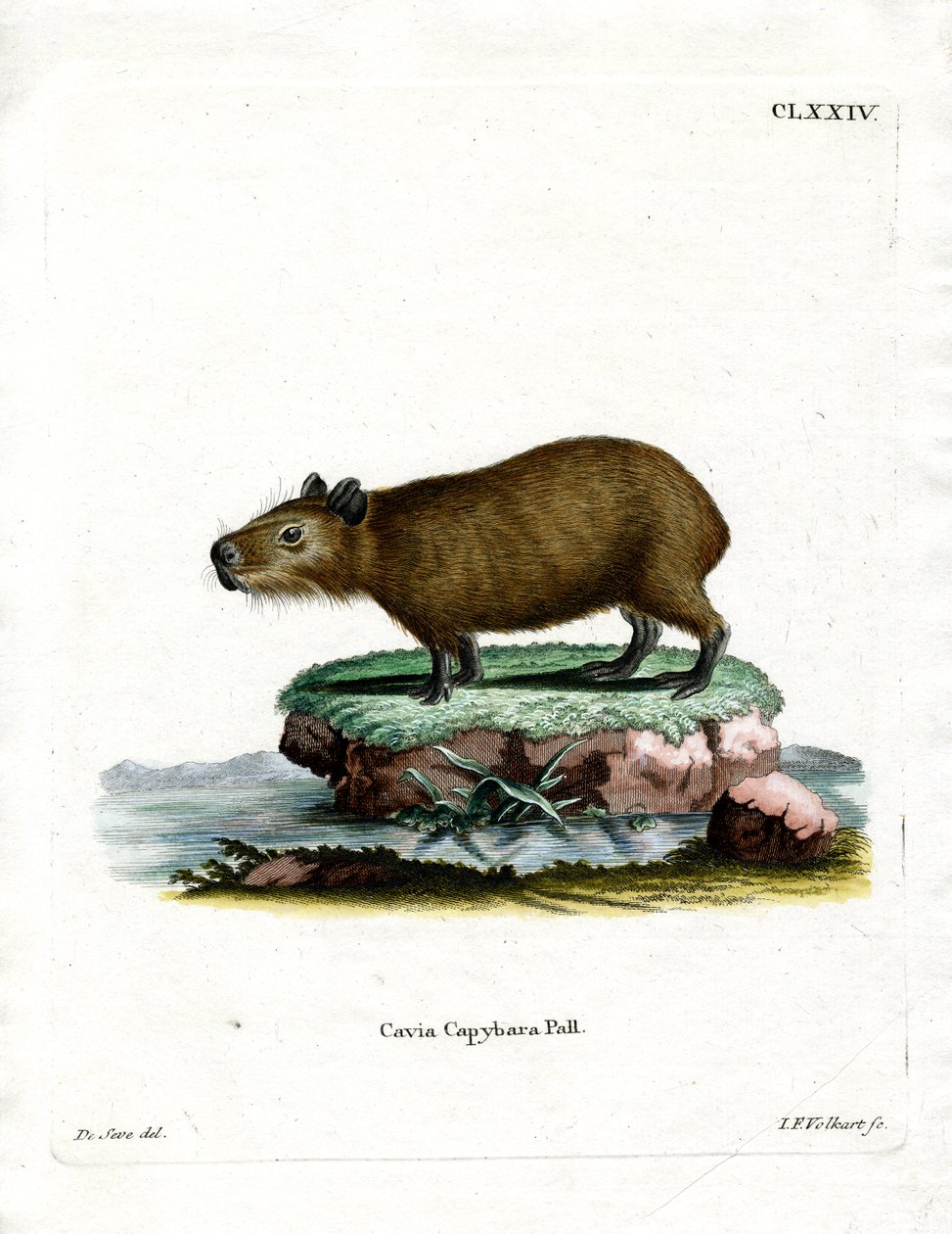 Capybara (farvet gravering) af German School