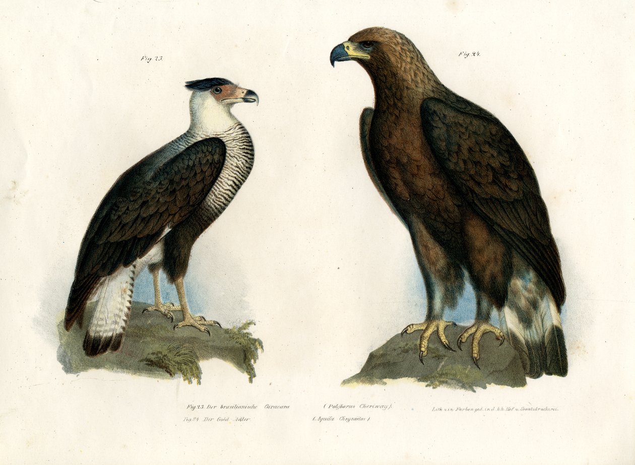 Caracara, 1864 af German School