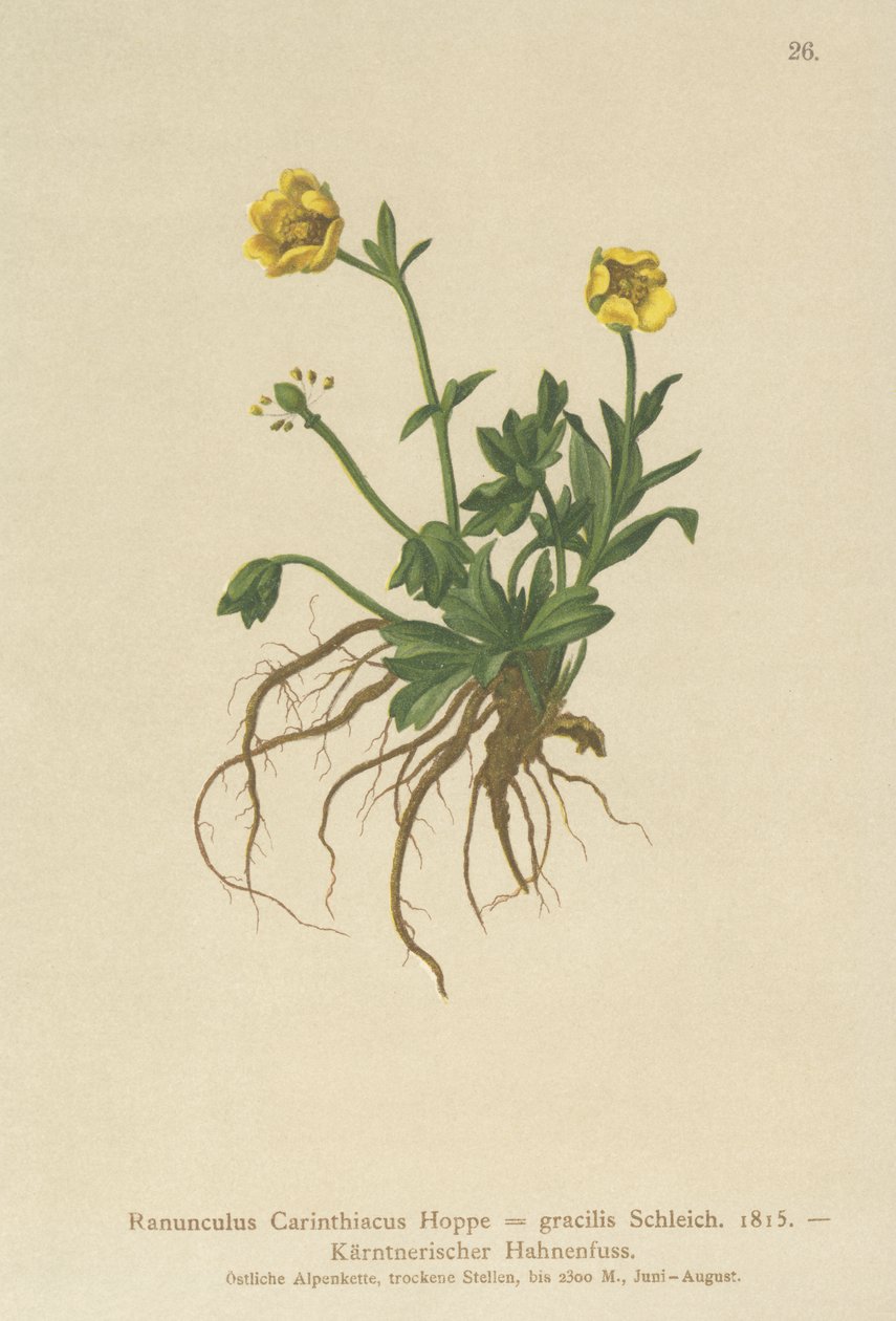 Kärnten-smørblomst (Ranunculus Carinthiacus, Ranunculus gracilis) af German School