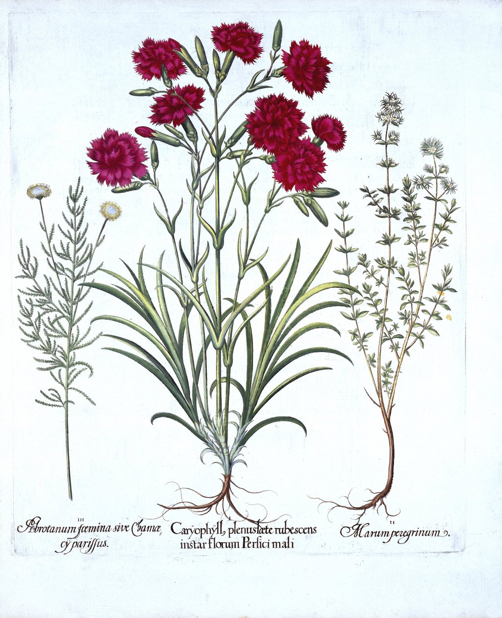 Nellik, kattetimian og almindelig lavendelbomuld, fra Hortus Eystettensis, af Basil Besler (1561-1629), pub. 1613 (håndkoloreret gravering) af German School