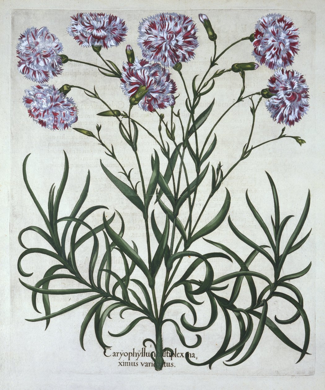 Nellik, fra Hortus Eystettensis, af Basil Besler (1561-1629), pub. 1613 (håndkoloreret gravering) af German School