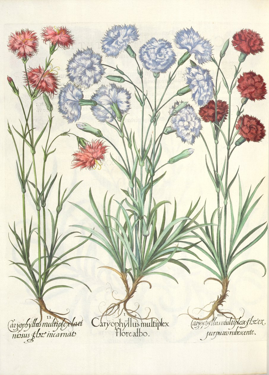 Nelliker: 1.Caryophyllus med flere hvide blomster; 2.Caryophyllus en flerfoldig, lacinøs blomst inkarneret; 3.Caryophyllus flere blomster af rødlig lilla, fra Eystettensis Have af Basil Besler af German School