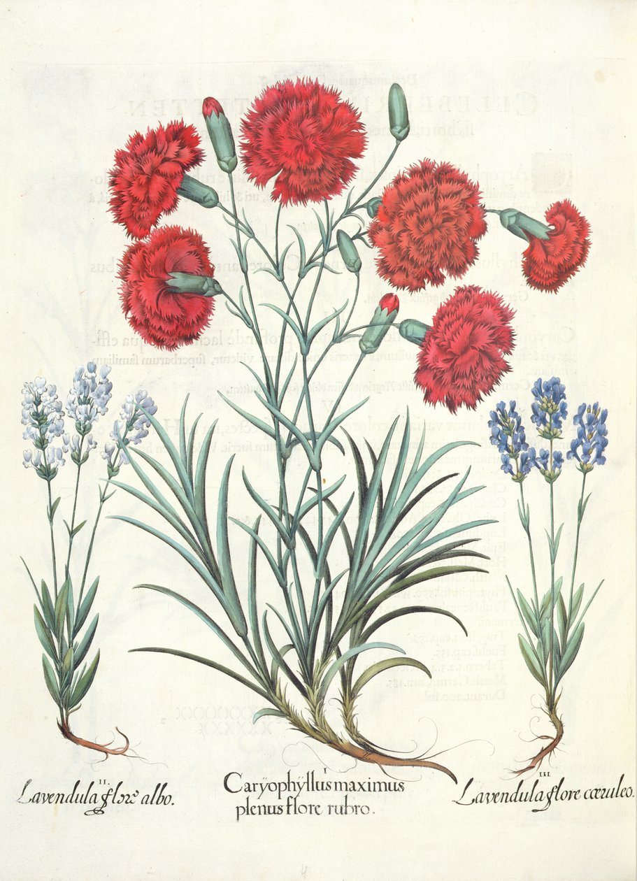 Nelliker og lavendel: 1.Caryophyllus maximus fuld af røde blomster; 2. Lavandula hvid blomst; 3. Lavandula ceruleo flore, fra Hortus Eystettensis af Basil Besler (1561-1629), pub. 1613 af German School