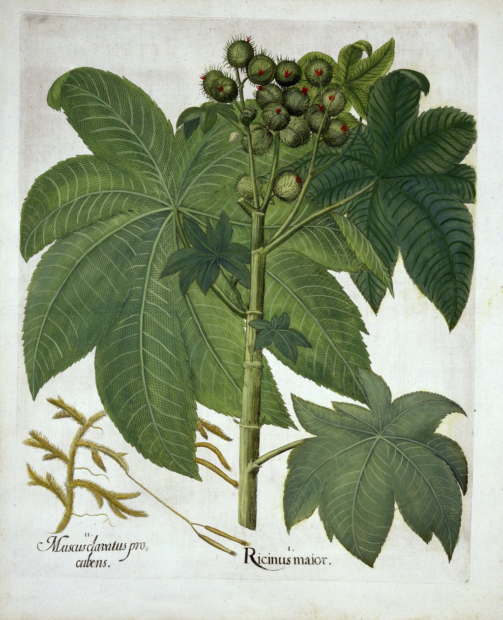 Castor Oil Plant, fra Hortus Eystettensis, af Basil Besler (1561-1629) pub. 1613 af German School