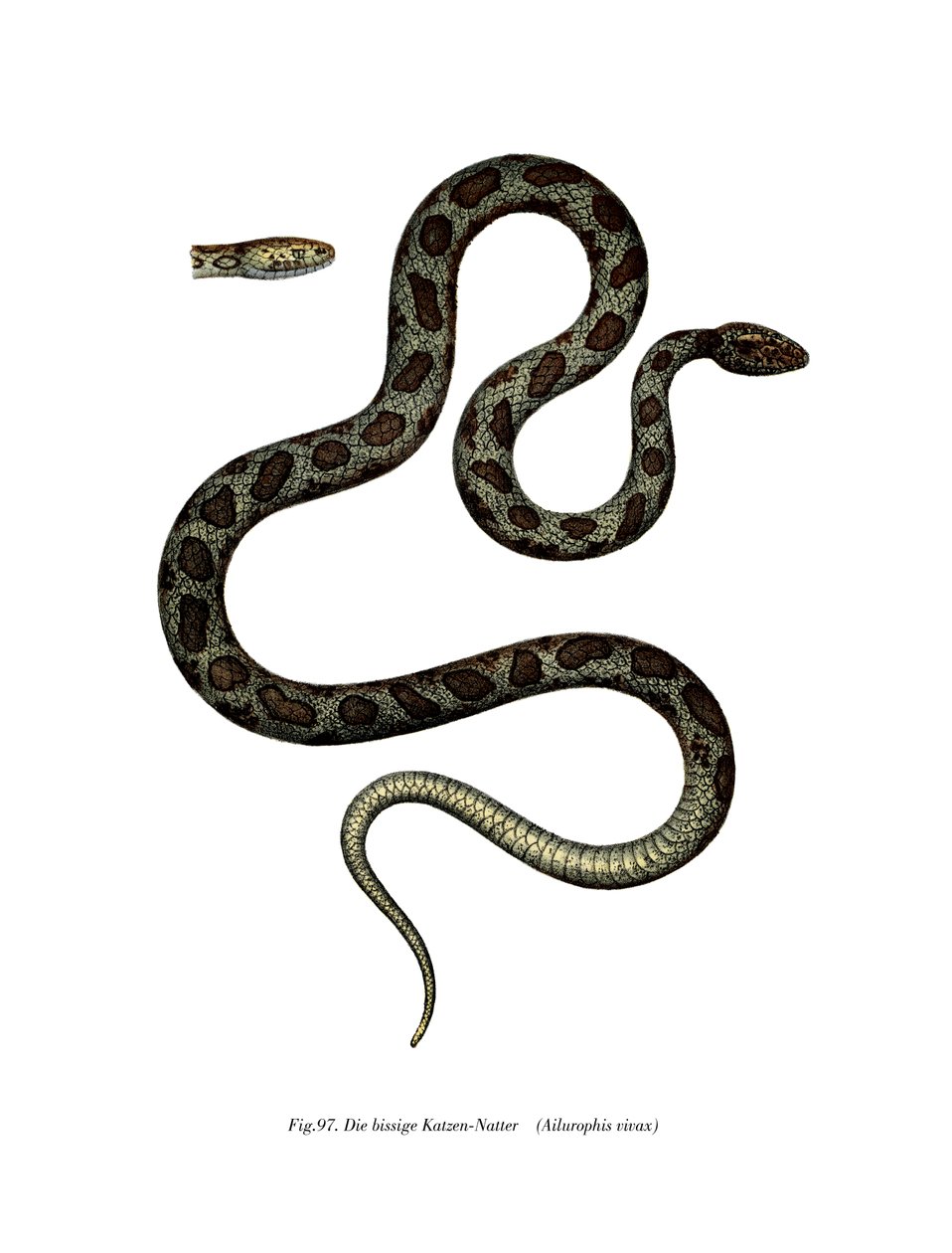 Cat Snake (farve litho) af German School