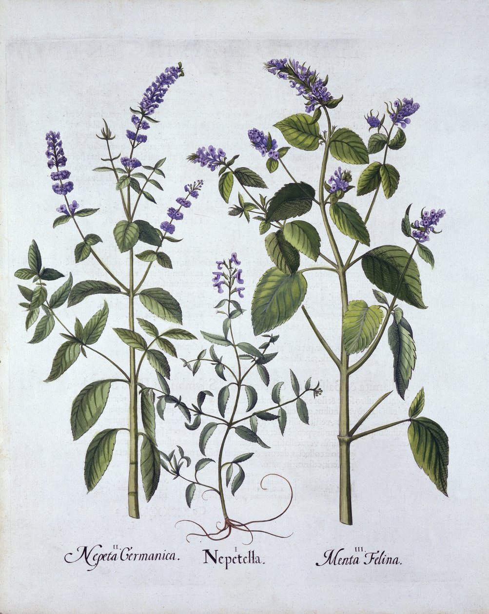 Catmintand Catnip, fra Hortus Eystettensis, af Basil Besler (1561-1629), pub. 1613 (håndkoloreret gravering) af German School