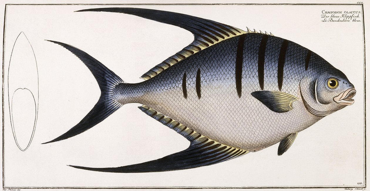 Chaetodon Glaucus, 1785-1788 af German School