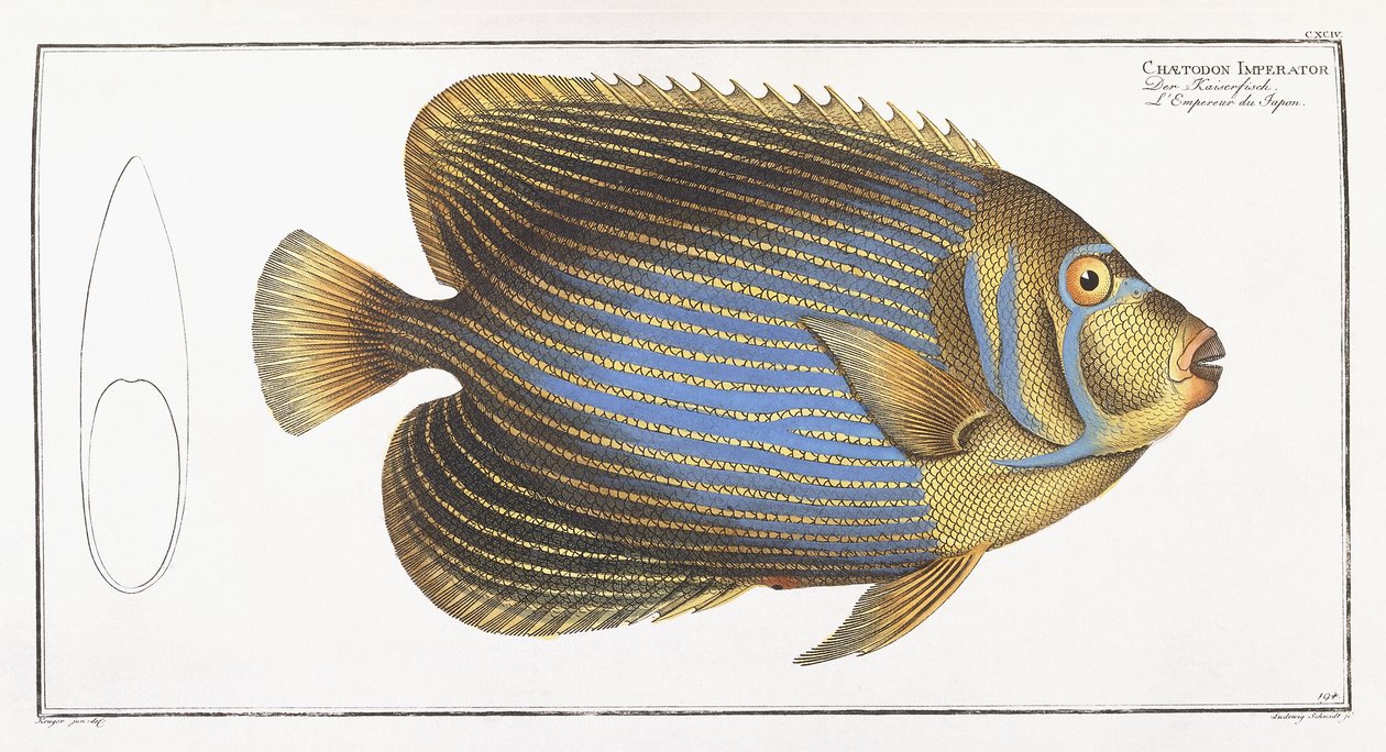 Chaetodon Imperator af German School