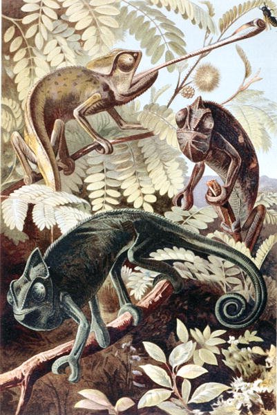 Kamæleon, plade fra "Brehms Tierleben: Allgemeine Kunde des Tierreichs", bd.7, s.171, udgivet af Bibliographisches Institut af German School