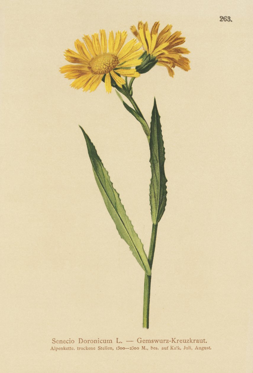 Senecio doronicum (Senecio doronicum) af German School