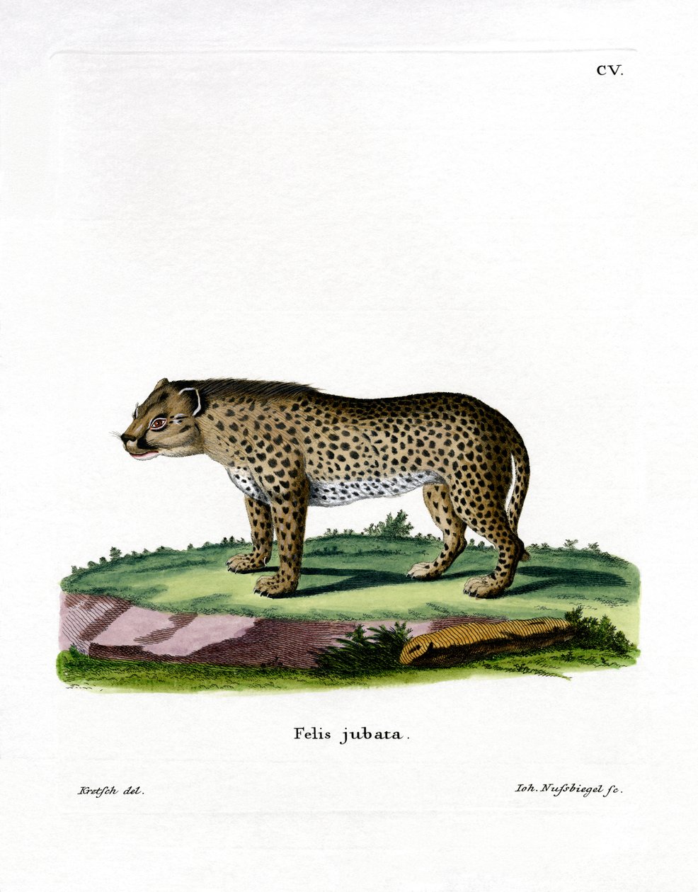 Gepard (farvet gravering) af German School