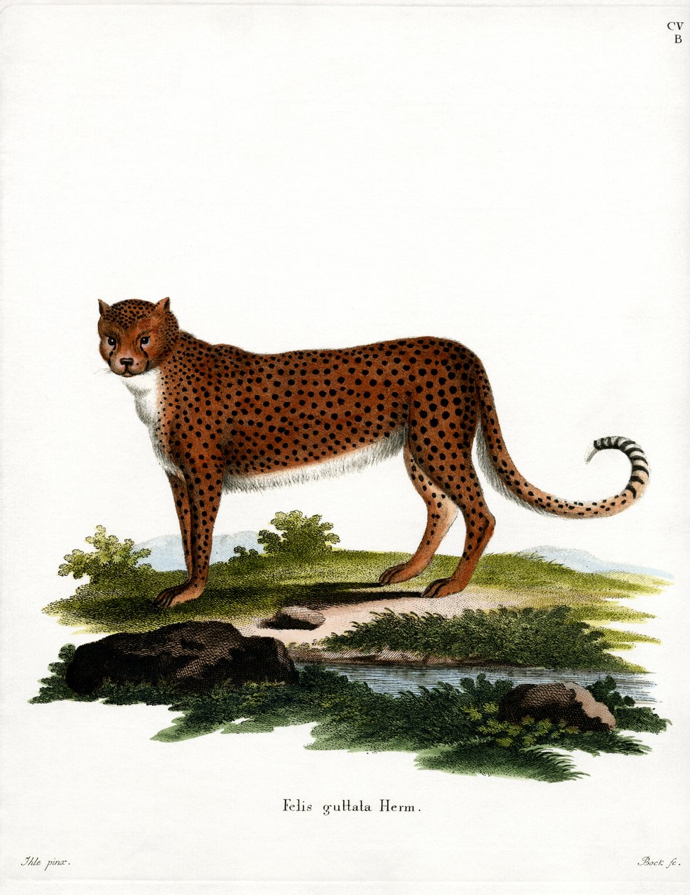 Gepard (farvet gravering) af German School