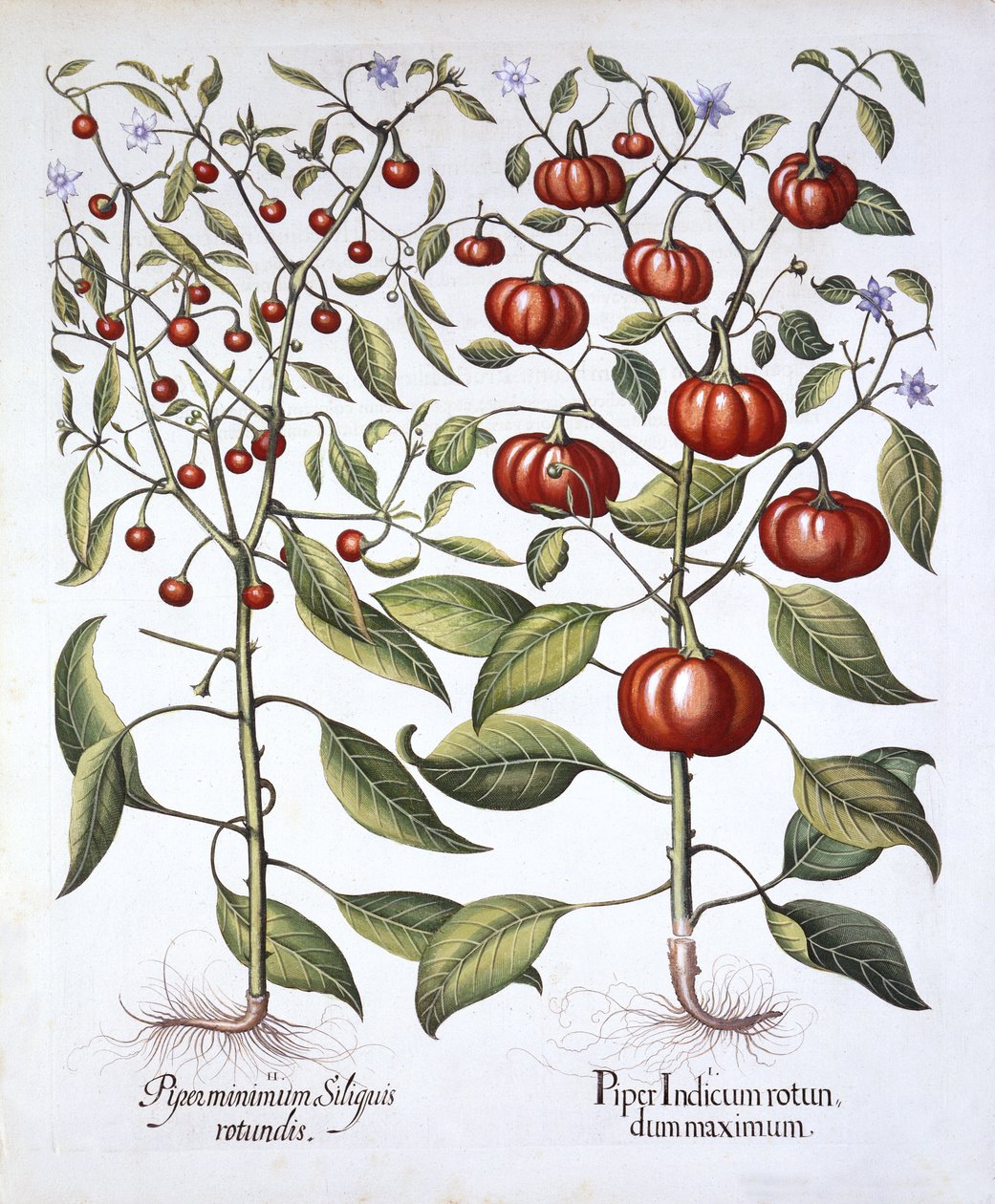 Chili Pepper [Nightshade Family], fra Hortus Eystettensis, af Basil Besler (1561-1629), pub. 1613 (håndfarvet gravering) af German School