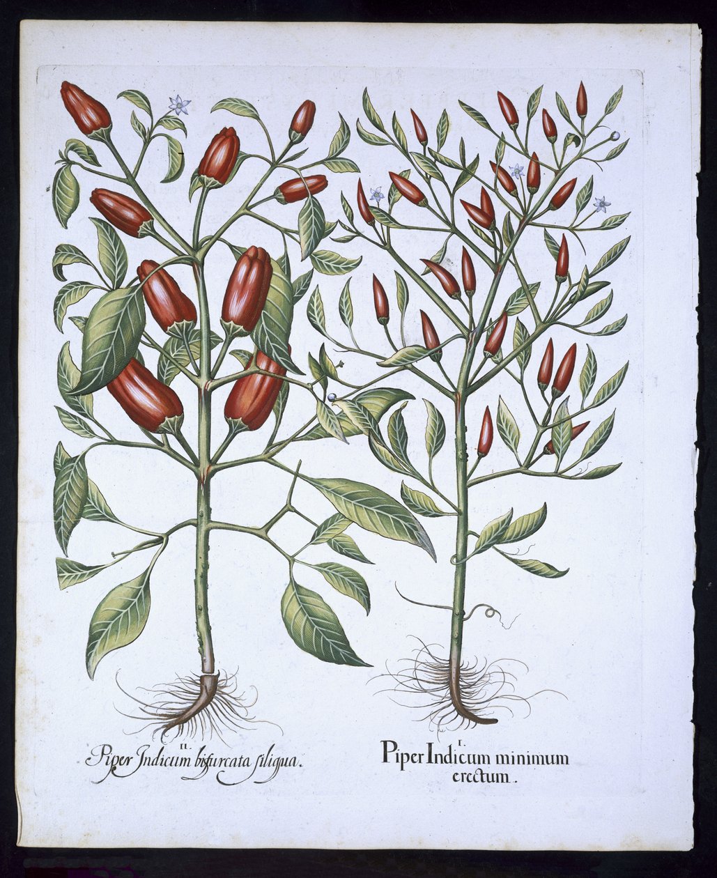 Chili Pepper planter, fra Hortus Eystettensis af Basil Besler (1561-1629), pub. 1613 (håndfarvet gravering) af German School