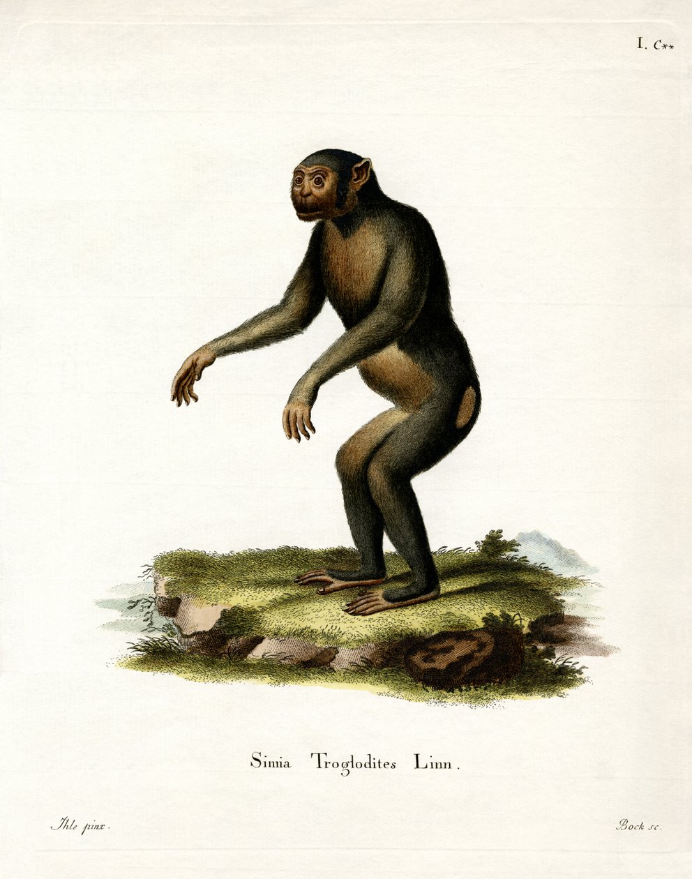 Chimpanse (farvet gravering) af German School