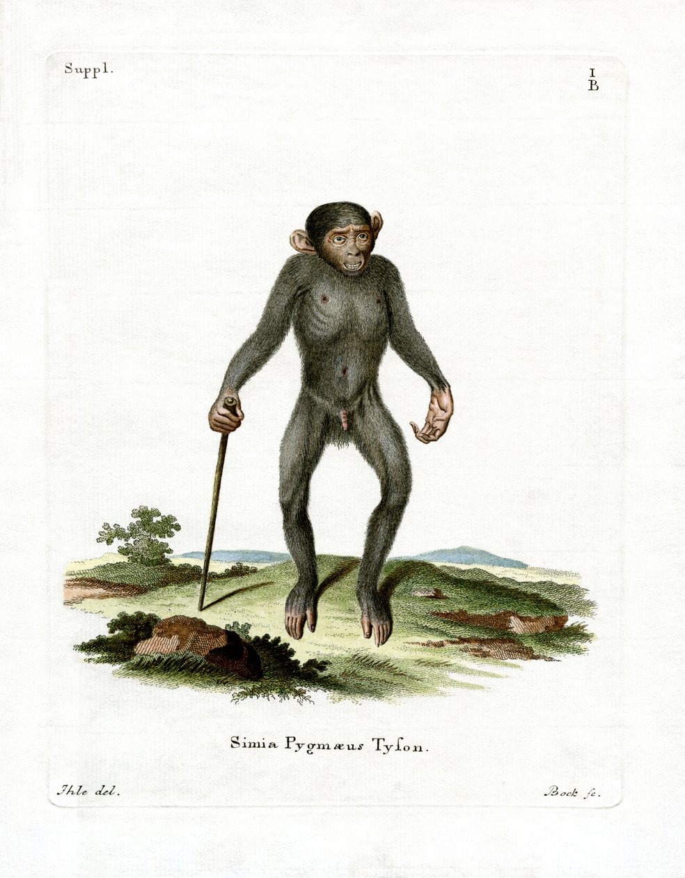 Chimpanse (farvet gravering) af German School