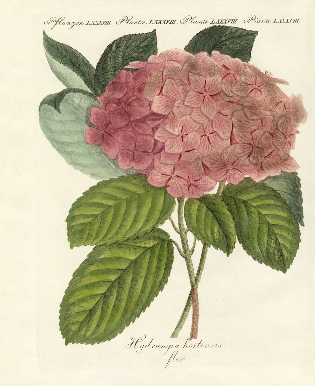 kinesiske blomster af German School